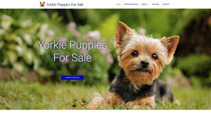 Yorkiepuppiesforsale.xyz - Yorkshire Terrier Puppy Scam Review