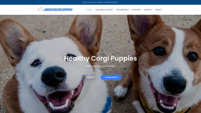 Americancorgipuppies.com - Corgi Puppy Scam Review