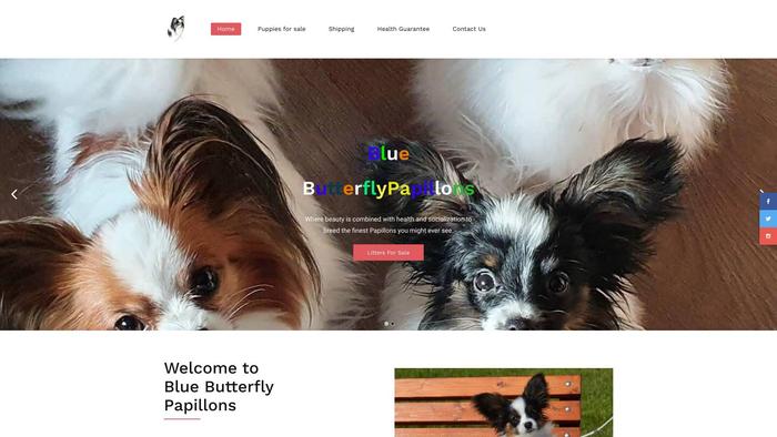 Bluebutterflypapillons.com - Papillon Puppy Scam Review