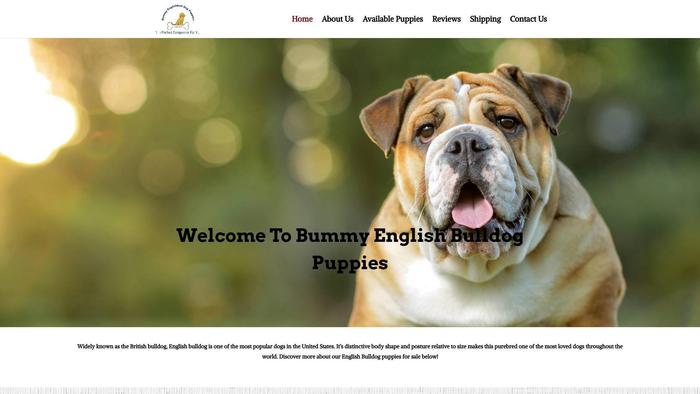 Bummyenglishbulldogpuppies.com - English Bulldog Puppy Scam Review