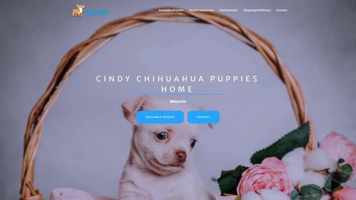 Cindychihuahuapuppieshome.com - Chihuahua Puppy Scam Review