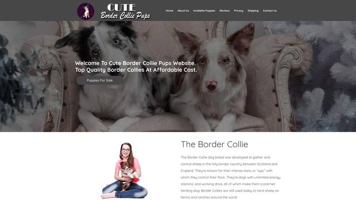 Cutebordercolliepups.com - Bordercollie Puppy Scam Review