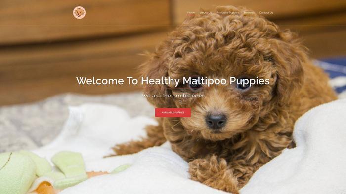 Healthymaltipoo.com - Maltese Puppy Scam Review