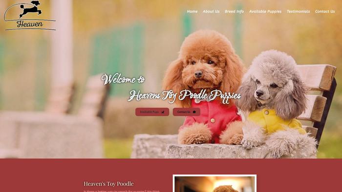 Heavenstoypoodlepuppies.com - Poodle Puppy Scam Review