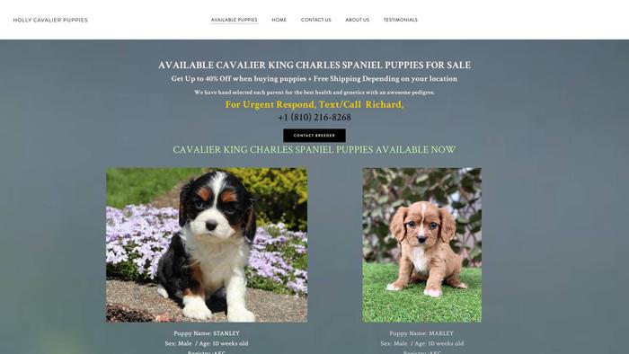 Hollycavaliers.com - Cavalier King Charles Spaniel Puppy Scam Review