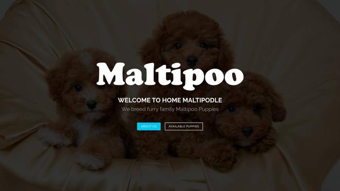 Homemaltipodle.com - Maltipoo Puppy Scam Review