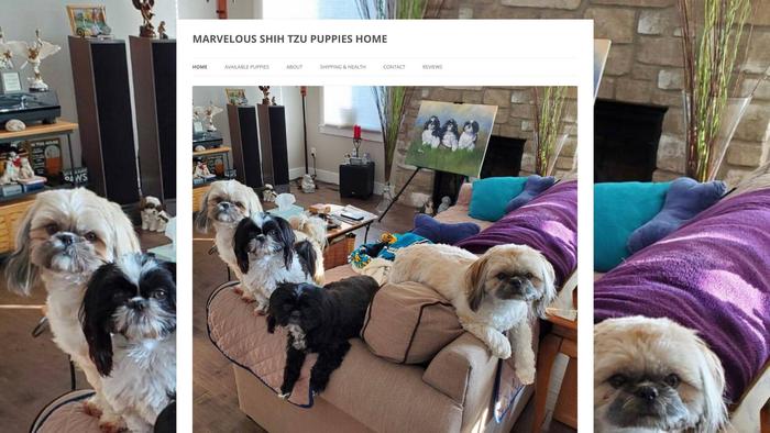 Marvelousshihtzupuppies.com - Shihtzu Puppy Scam Review