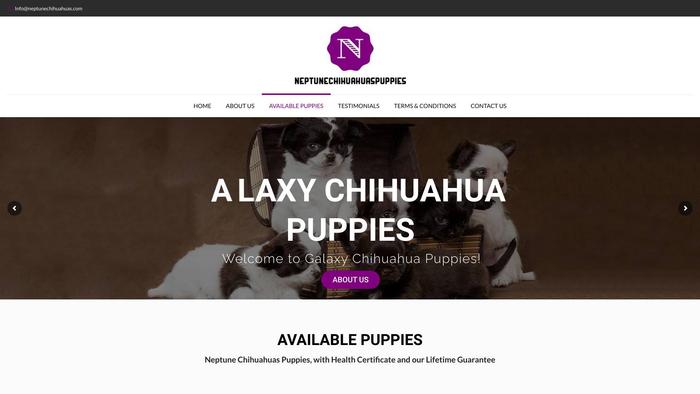 Neptunechihuahuas.com - Chihuahua Puppy Scam Review