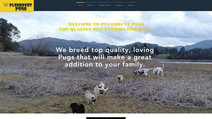 Plusmountpugs.com - Pug Puppy Scam Review