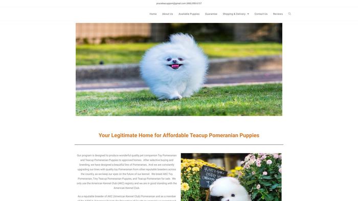 Pruceteacuppom.com - Pomeranian Puppy Scam Review