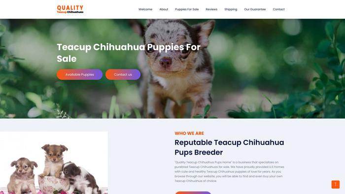 Qualityteacupchihuahuapupshome.com - Chihuahua Puppy Scam Review