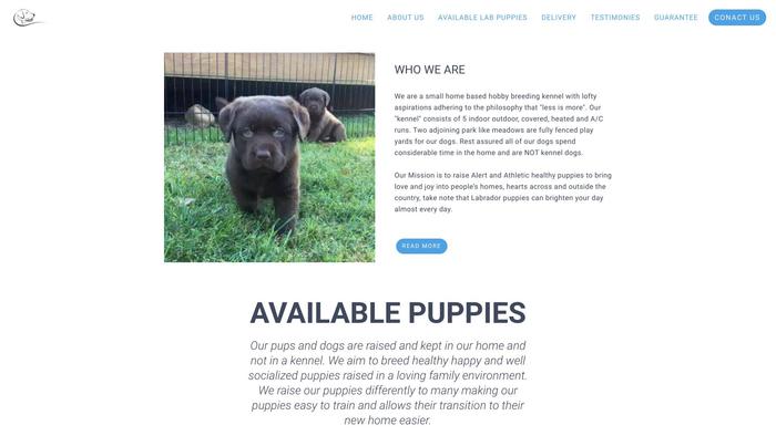 Sweetlabradorretrieverpups.com - Golden Retriever Puppy Scam Review