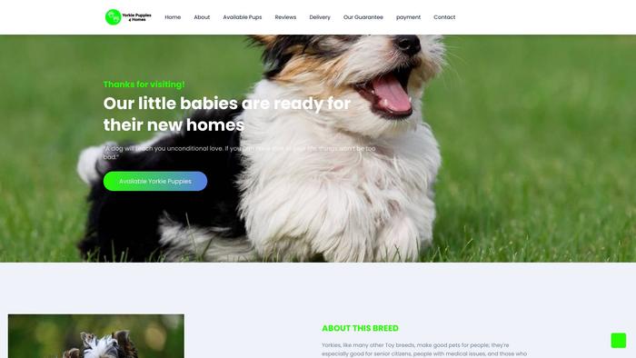 Yorkiepuppies4homes.com - Yorkshire Terrier Puppy Scam Review