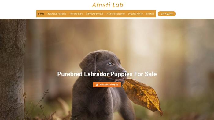 Amstilab.com - Labrador Puppy Scam Review