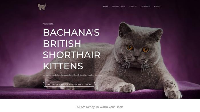 Bachanabritishshorthair.com - British Shorthair Puppy Scam Review