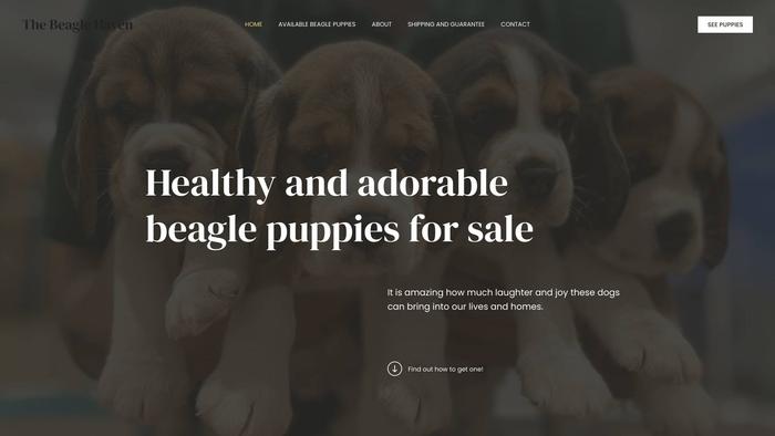 Beaglehaven.com - Beagle Puppy Scam Review