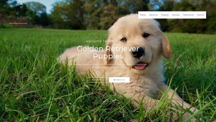 Beckysgoldenretrieverpuppies.com - Golden Retriever Puppy Scam Review