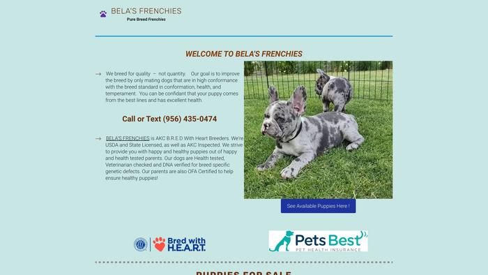 Belasfrenchies.com - French Bulldog Puppy Scam Review