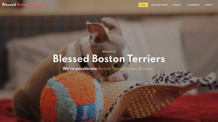 Blessedbostonterriers.com - Boston Terrier Puppy Scam Review