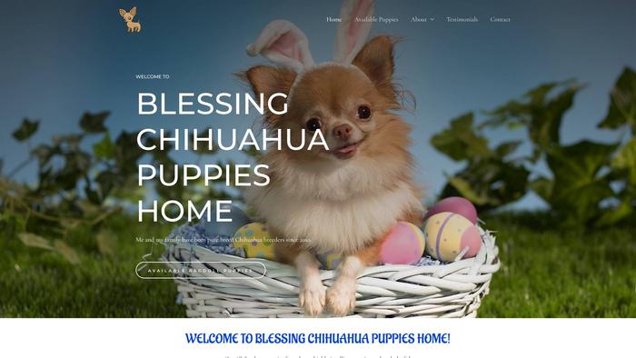 Blessingchihuahuapuppieshome.com - Chihuahua Puppy Scam Review