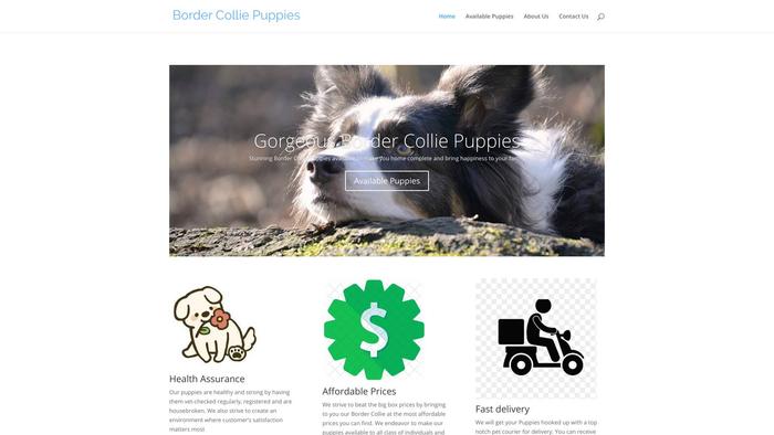 Bordercolliepuppies.site - Bordercollie Puppy Scam Review