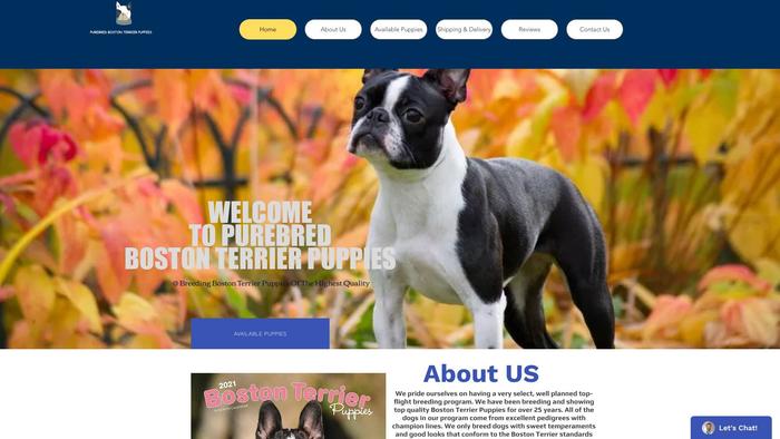 Bostonterrierpuppies-4sale.com - Terrier Puppy Scam Review