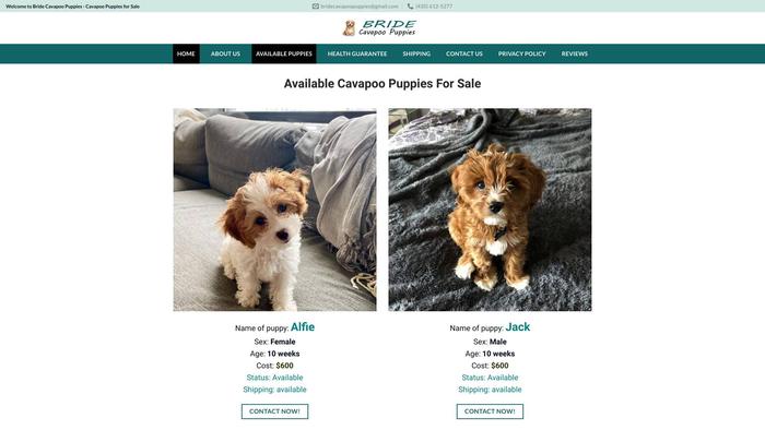 Bridecavapoopuppies.com - Cavapoo Puppy Scam Review