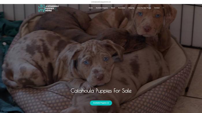 Catahoulapupshome.com - Labrador Puppy Scam Review