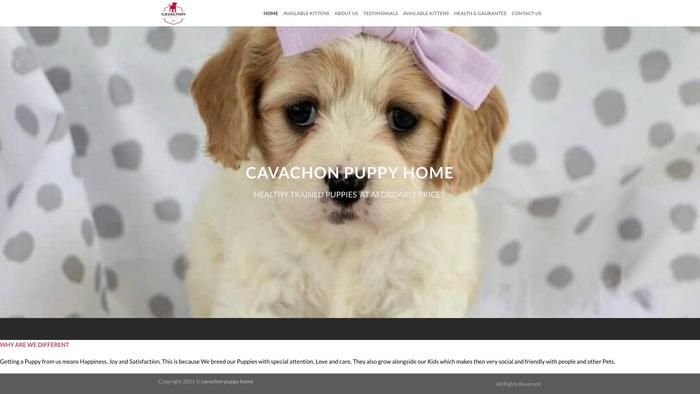 Cavachonpuppyhome.com - Cavachon Puppy Scam Review