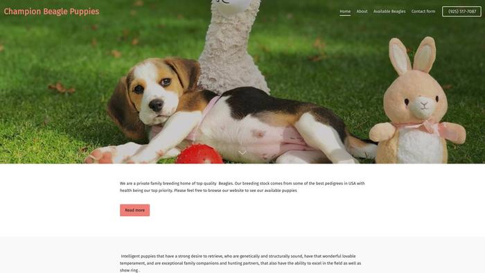 Championbeaglepuppies.com - Beagle Puppy Scam Review