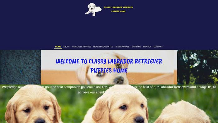 Classylabradorretrieverpuppies.com - Golden Retriever Puppy Scam Review