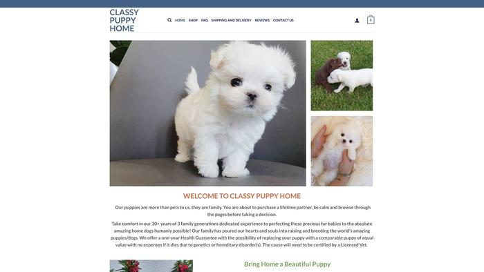 Classypuppyhome.com - Labrador Puppy Scam Review