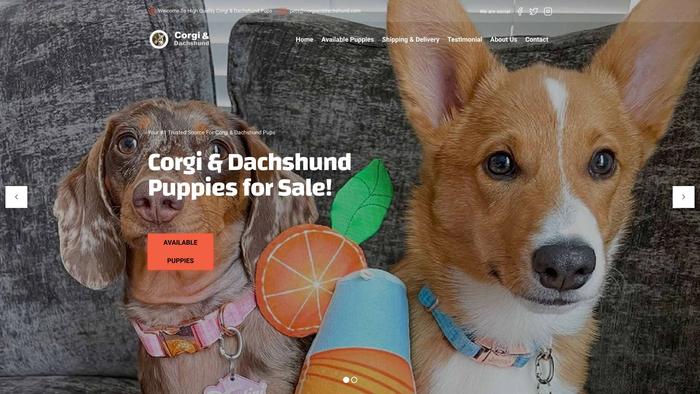 Corgianddachshund.com - Corgi Puppy Scam Review