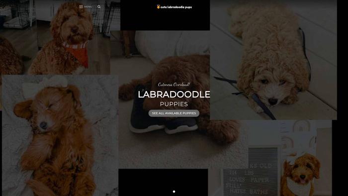 Cutelabradoodlepups.com - Labradoodle Puppy Scam Review