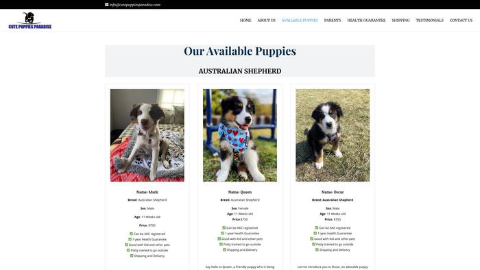 Cutepuppiesparadise.com - Australian Shepherd Puppy Scam Review