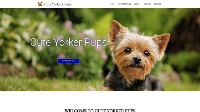 Cuteyorkiespuppies.xyz - Yorkshire Terrier Puppy Scam Review