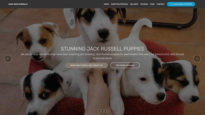 Davejackrussells.com - Jack Russell Terrier Puppy Scam Review