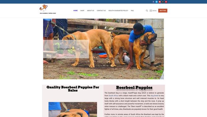 Egoboerboelpuppies.com - Labrador Puppy Scam Review