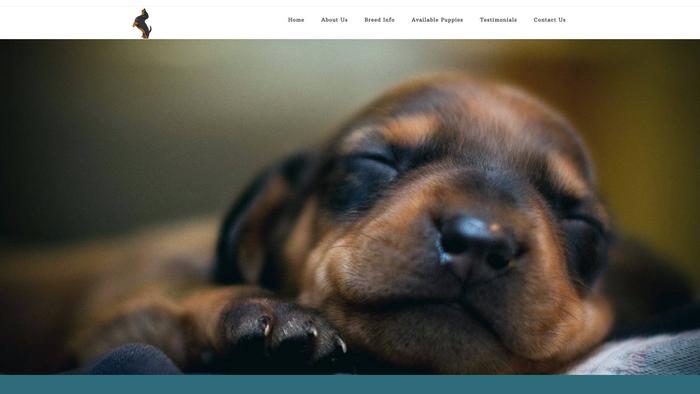 Goldendachshundpuppies.com - Dachshund Puppy Scam Review