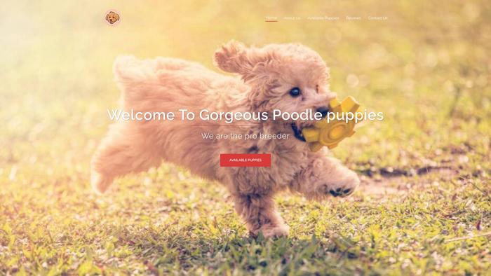 Gorgeouspoodlepups4homes.com - Poodle Puppy Scam Review