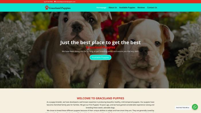 Gracelandpuppies.com - Cockerspaniel Puppy Scam Review