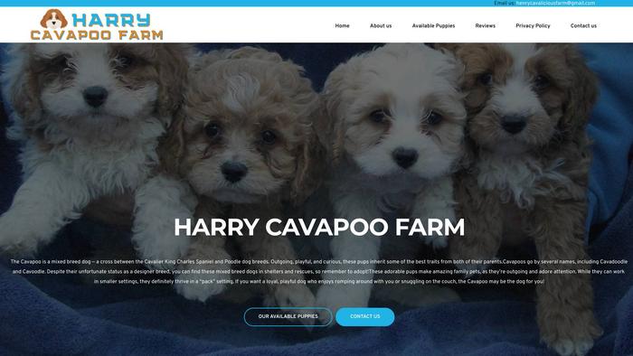 Harrycavapoofarm.com - Cavapoo Puppy Scam Review