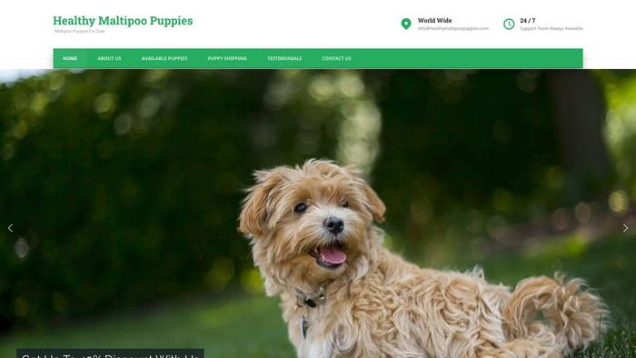 Healthymaltipoopuppies.com - Maltipoo Puppy Scam Review