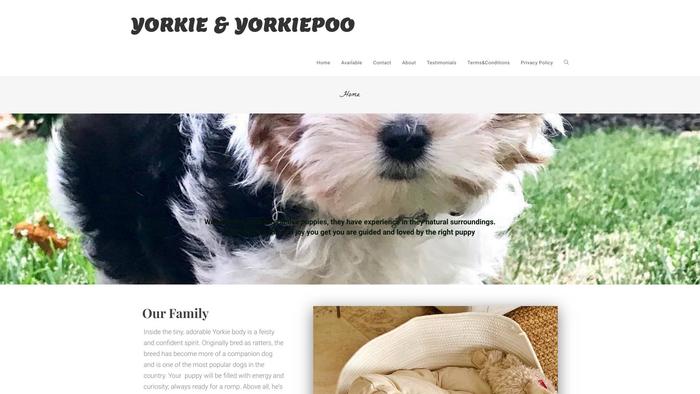 Healthyorkie.com - Yorkshire Terrier Puppy Scam Review