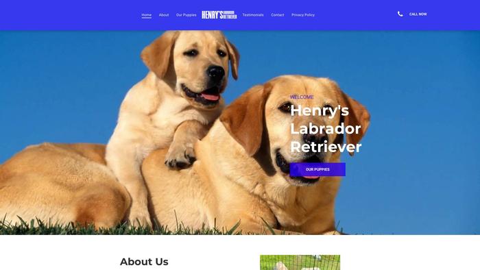 Henrylabradorretrievers.com - Golden Retriever Puppy Scam Review