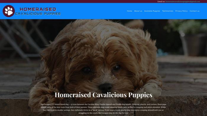 Homeraisecavaliciouspuppies.com - Cavapoo Puppy Scam Review