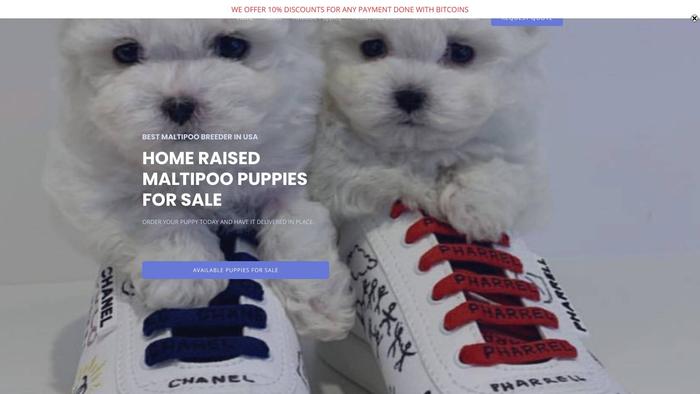 Homeraisedmaltipoos.com - Maltipoo Puppy Scam Review