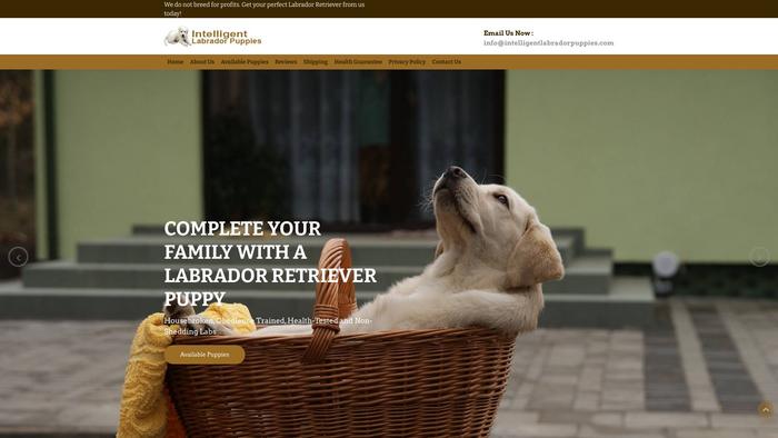 Intelligentlabradorpuppies.com - Golden Retriever Puppy Scam Review