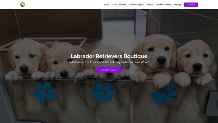 Labradorretrieverboutique.com - Golden Retriever Puppy Scam Review