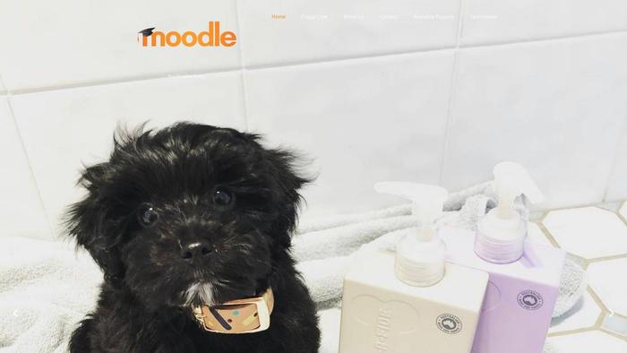 Lovelyhealthymoodles.com - Poodle Puppy Scam Review